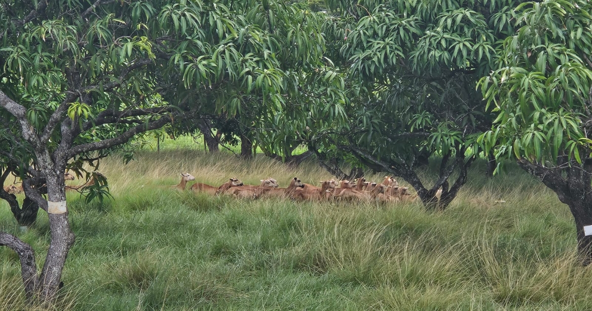     Une bergerie sécurisée pour soulager les éleveurs et dynamiser la filière

