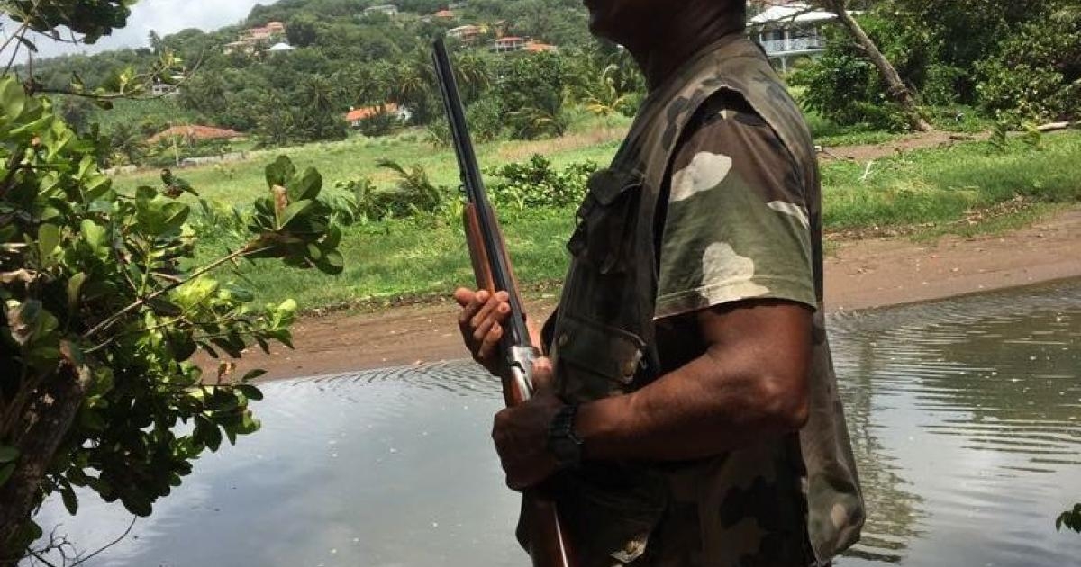     Chasse : le tribunal administratif donne raison aux associations de protection des oiseaux

