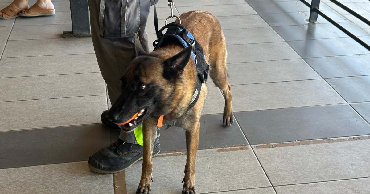     Pour préserver l’iguane péyi, des chiens dressés à la recherche des œufs d’iguanes rayés

