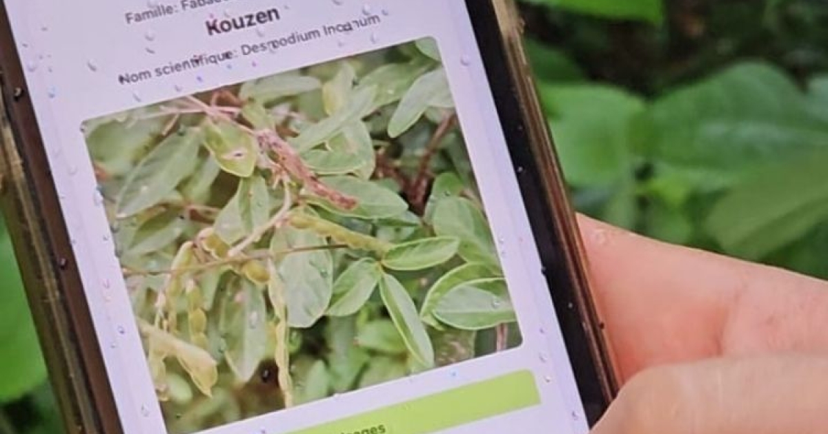     [Vidéo] "Parachèy", une application pour reconnaître les plantes caribéennes

