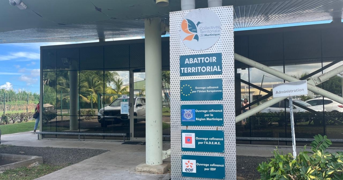     Abattoir de Martinique : des animaux « décapités malgré des signes de vie » selon le directeur d'enquête de L214

