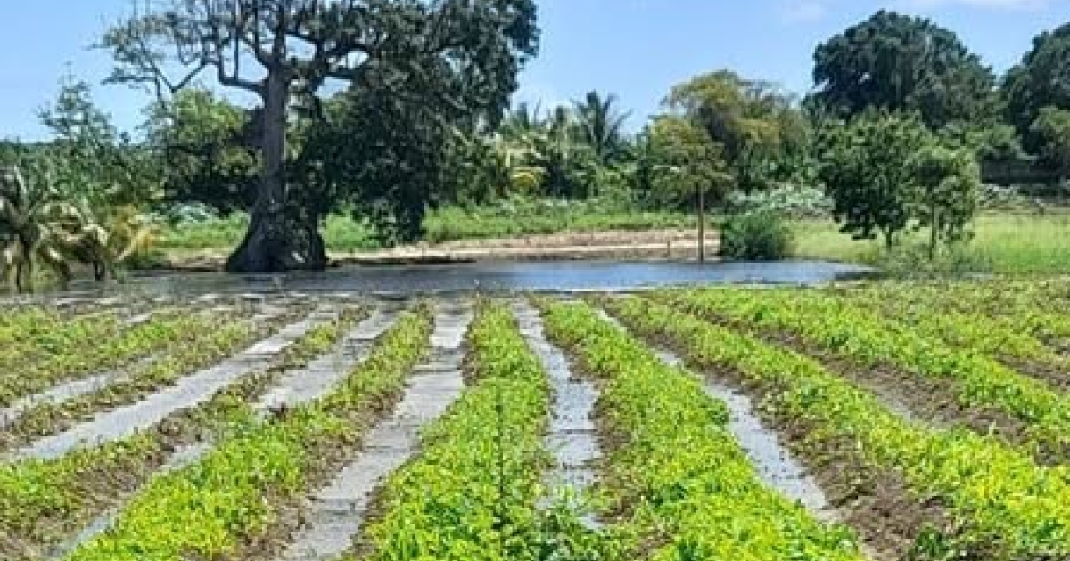     Tempête Jerry : le préfet sur le terrain pour évaluer les dégâts agricoles

