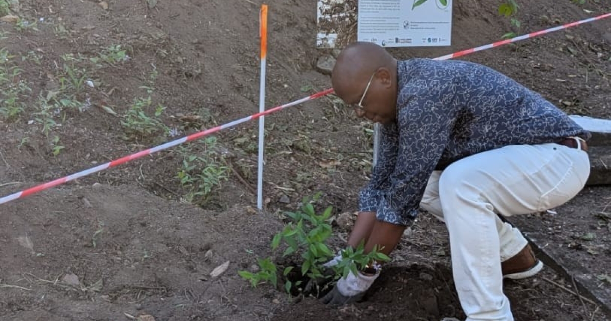     Un pied d’Estrée replanté à Saint-Pierre dans le cadre d’un projet de conservation

