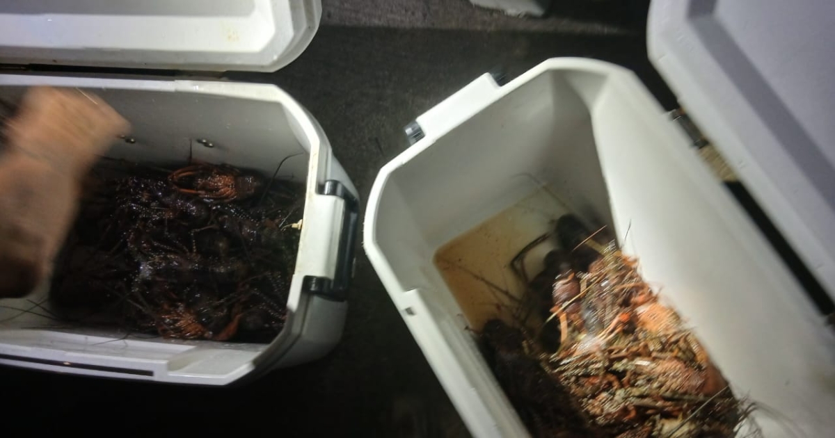     Des braconniers pris en flagrant délit avec une cinquantaine de langoustes dans une zone contaminées au chlordécone

