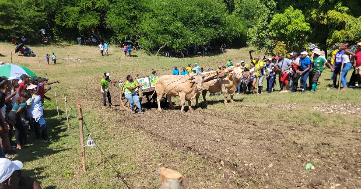     [EN IMAGES] BŒUFS-TIRANTS : Francis Gariba remporte le Grand Prix des Volcans dans la catégorie A

