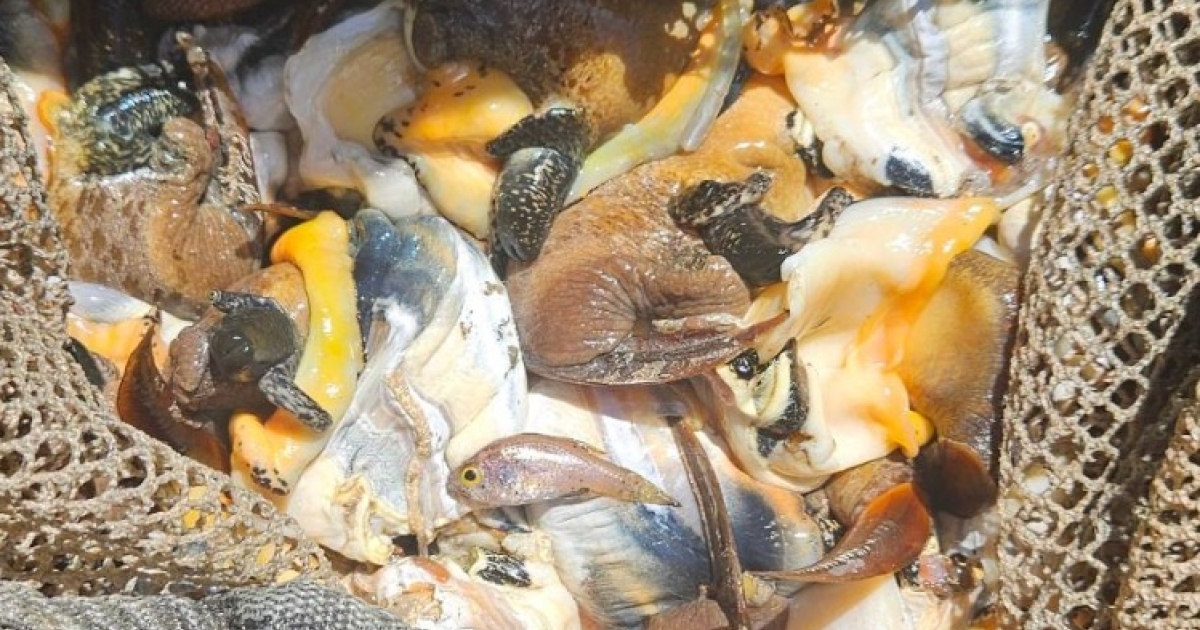     185 kg de lambis saisis par les douanes en Martinique, en provenance de Sainte-Lucie

