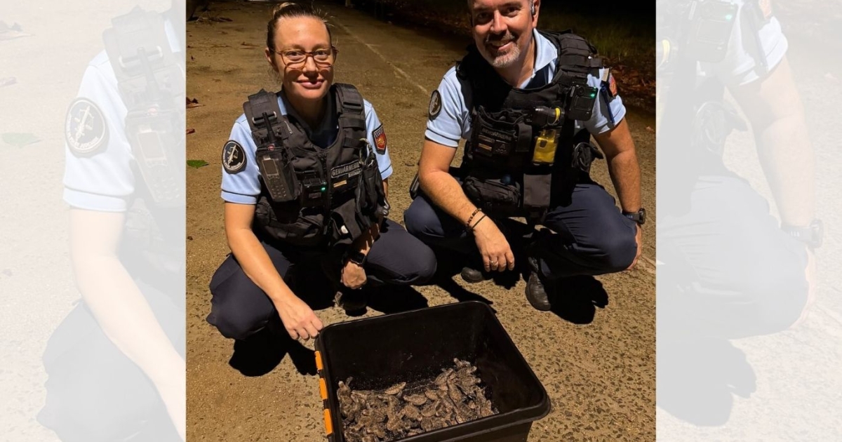     Les gendarmes à la rescousse de bébés tortues sur la plage des Amandiers à Sainte-Rose

