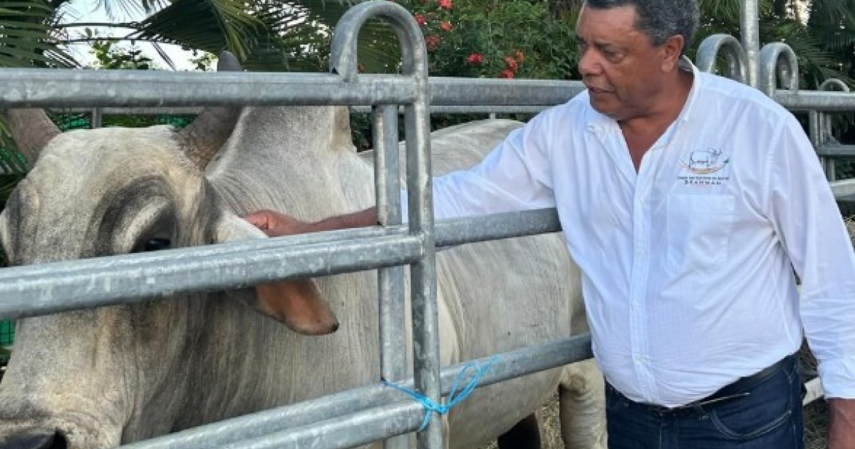     La vache Biguine absente du salon de l'agriculture comme tous les autres bovins

