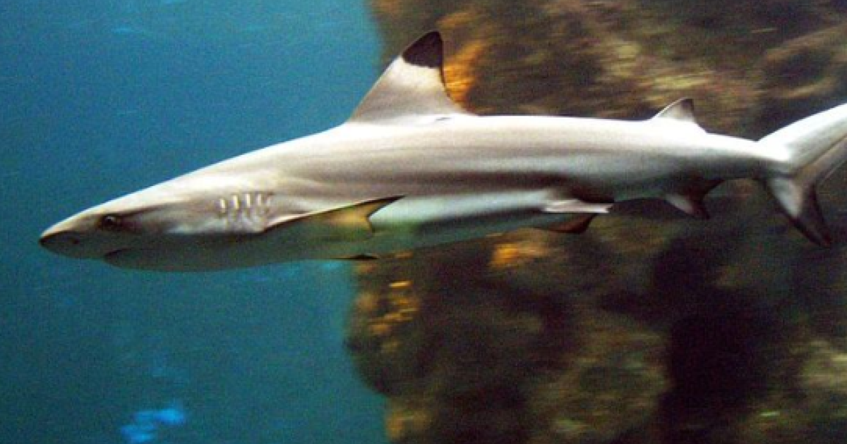     Un requin à "pointes noires" et un barracuda aperçus à Sainte-Anne

