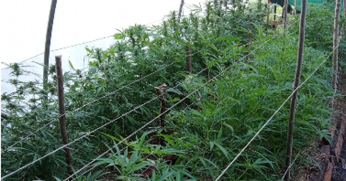     Les gendarmes découvrent une vaste culture de cannabis lors d’une intervention chez un particulier

