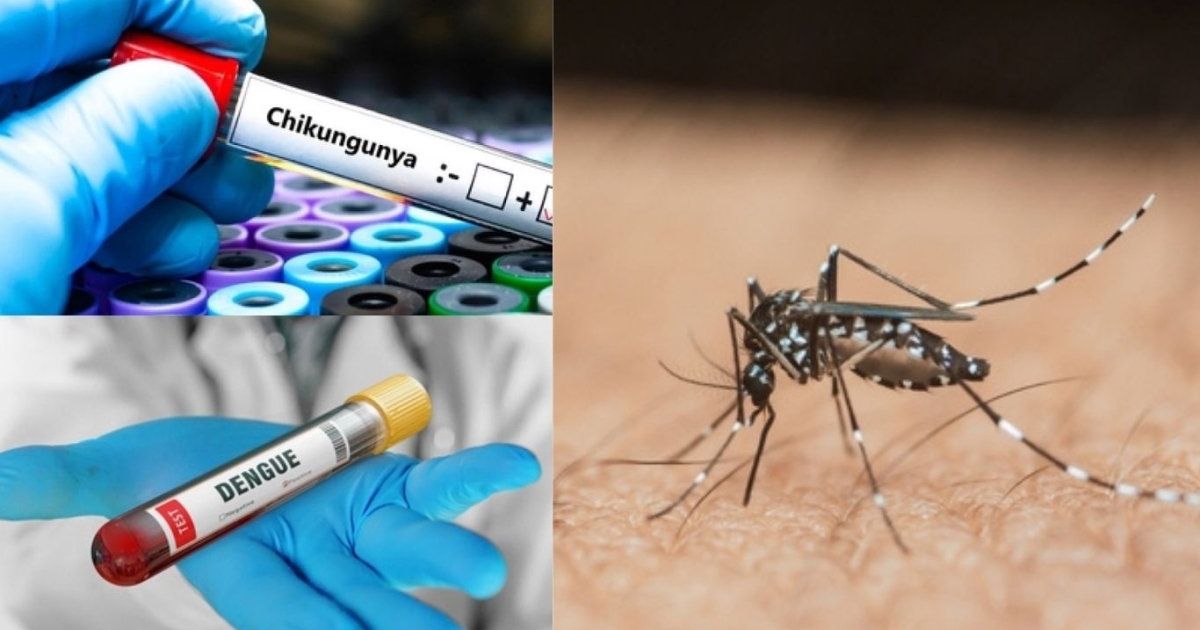     A Cuba, 21 enfants et adolescents sont décédés du chikungunya et de la dengue

