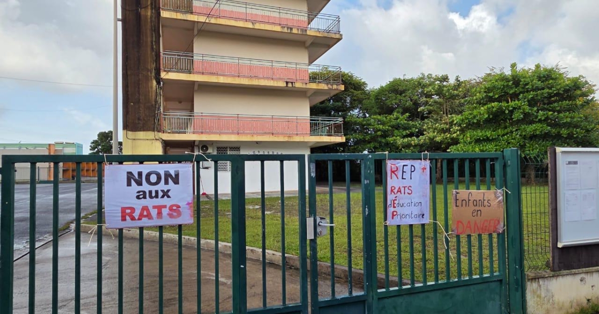     Des rats à l’école Yves Goussard à Fort-de-France, parents et enseignants montent au créneau 

