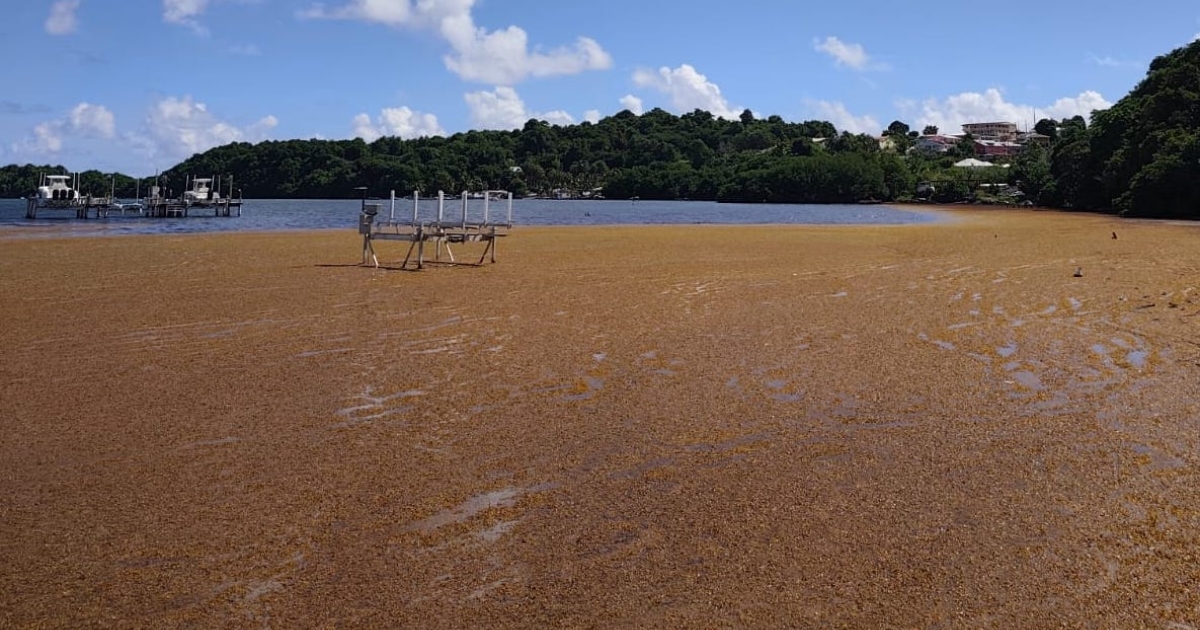     [AUDIO] Sargasses : des pistes de travail pour l'ARS Martinique après les conclusions du rapport d’experts

