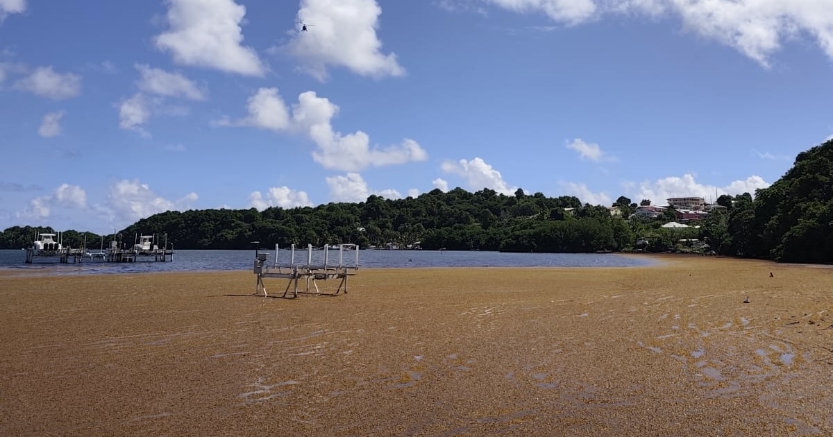     Au Robert, les riverains se mobilisent face à la « mauvaise gestion des sargasses » 

