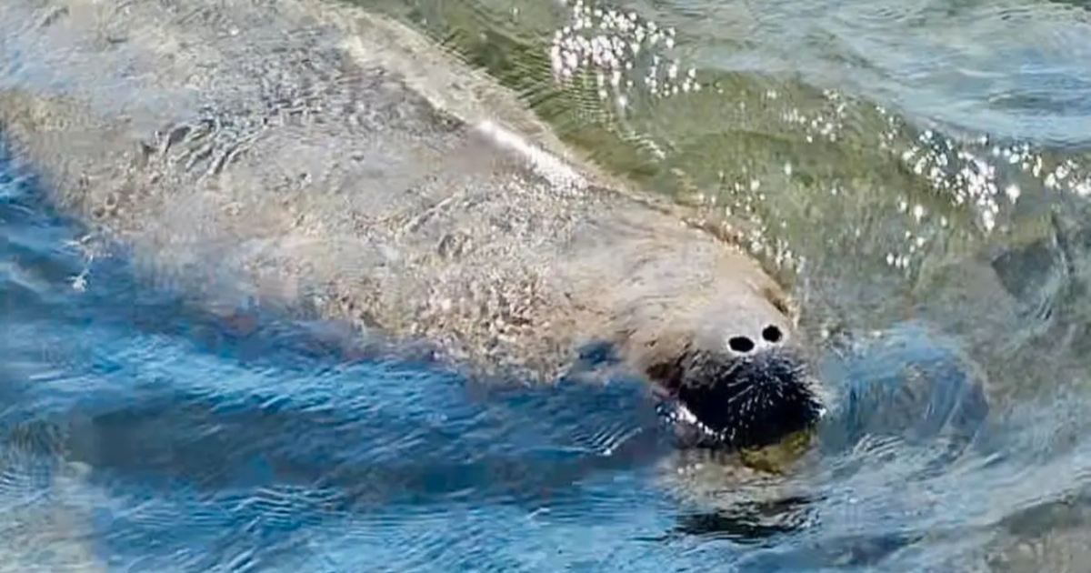     Le lamantin Taicaraya a été retrouvé mort au Moule

