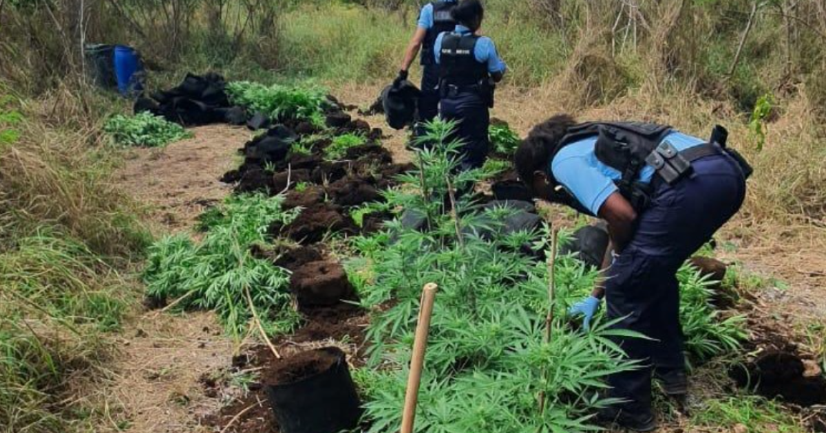     Un vaste champ de cannabis découvert à Saint-François 

