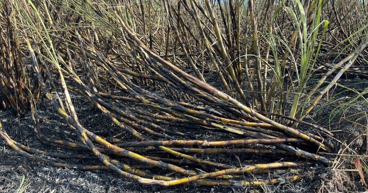     Les pompiers interviennent à nouveau pour un incendie dans un champ de cannes à Saint-François

