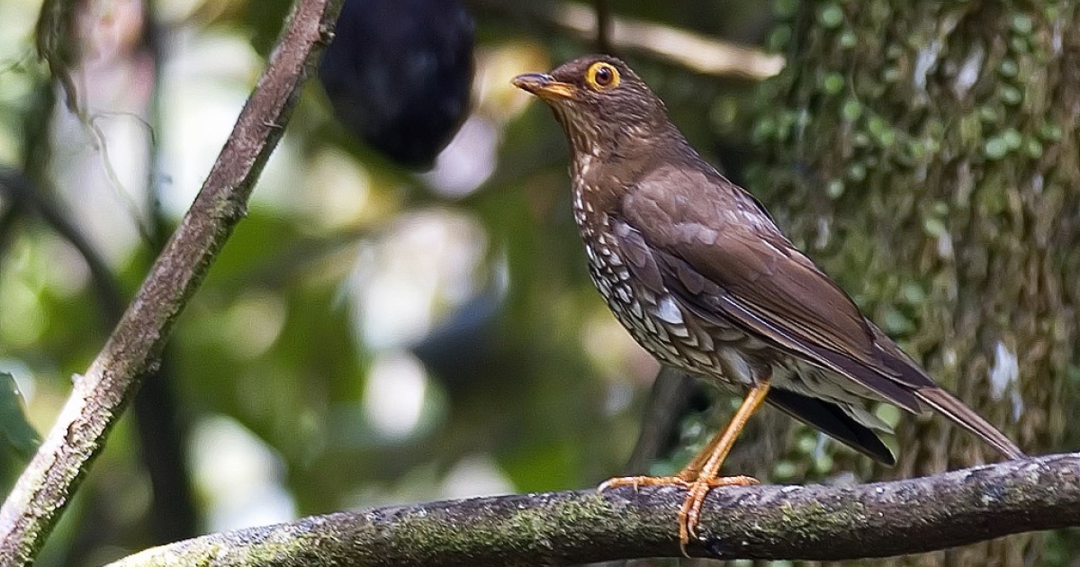     Braconnage : l’association Amazona réclame la protection urgente de la grive à pieds jaunes

