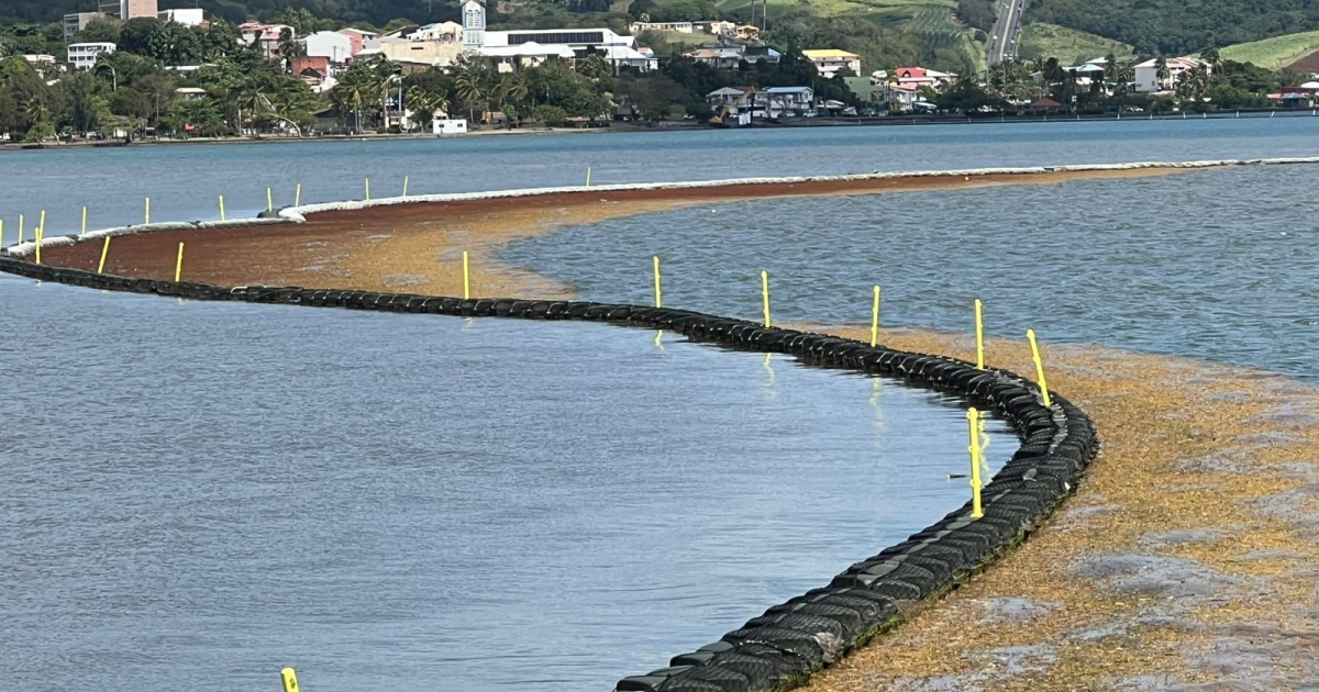     Sargasses : au Robert des filets supplémentaires sont installés pour lutter contre l’échouement massif des algues 


