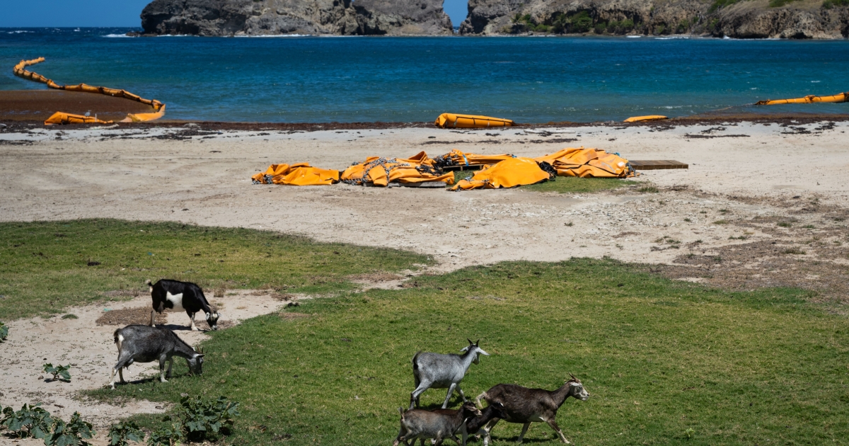     Aux Saintes en Guadeloupe, les chèvres nuisent à la biodiversité

