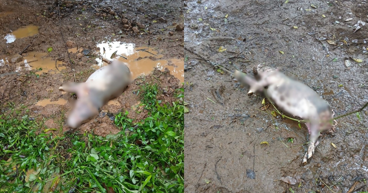     Attaques de chiens errants : deux porcs tués au Gros-Morne

