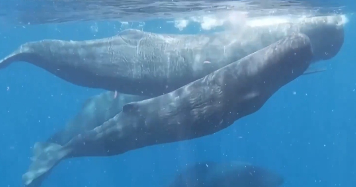     [VIDEO] Une rare naissance de cachalot sauvage observée par des chercheurs au large de la Dominique

