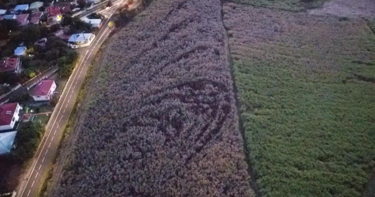     Un feu détruit 5 hectares de l'exploitation de la distillerie Bologne 

