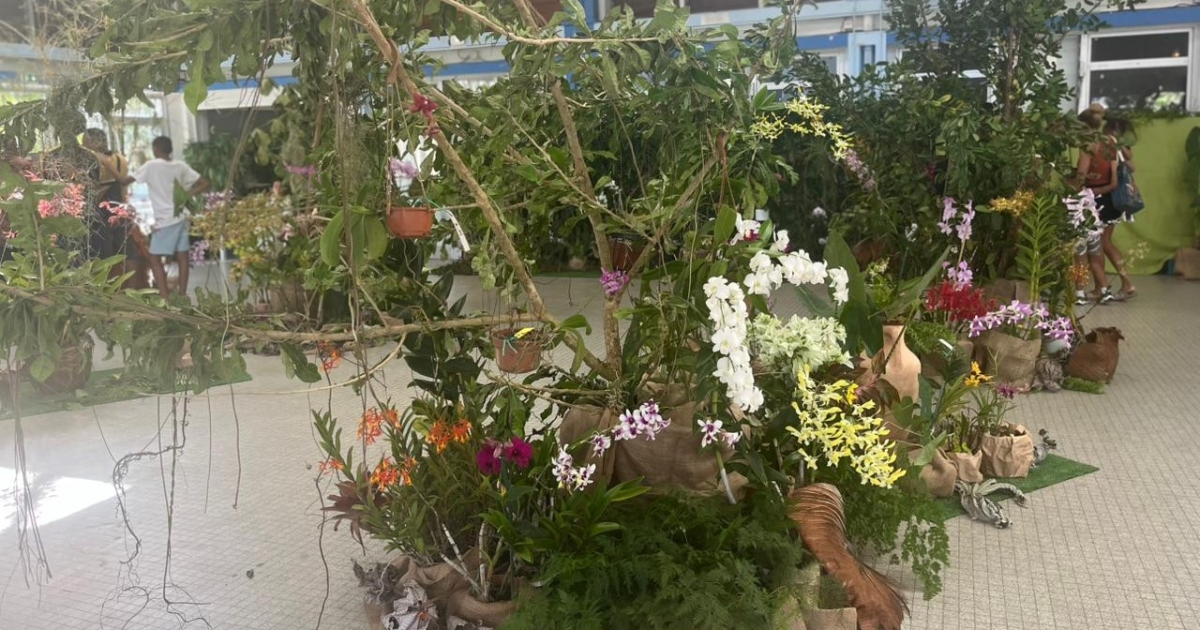     Orchid Expo : les passionnés d’orchidées au rendez-vous à Fort-de-France


