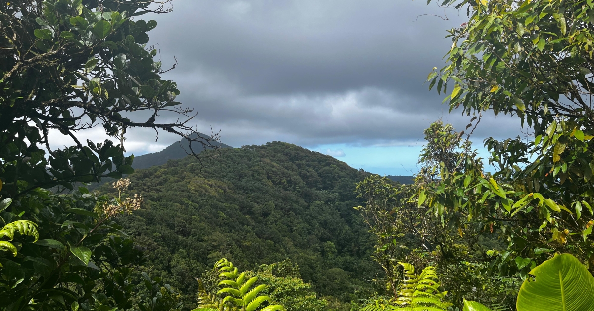     Journée internationale des forêts : l’ONF propose de découvrir la faune et la flore de la Montagne Pelée 


