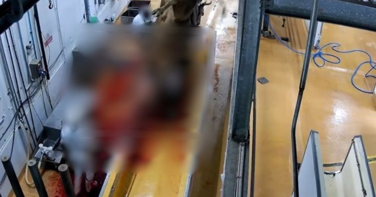     L'association de protection des animaux L214 épingle l'abattoir de Martinique et demande sa fermeture

