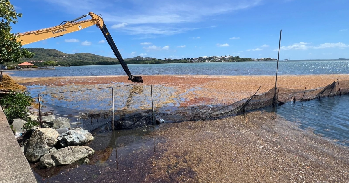     218 jours de pollution, 913 dépassements de seuils liés aux sargasses en Martinique en 2025

