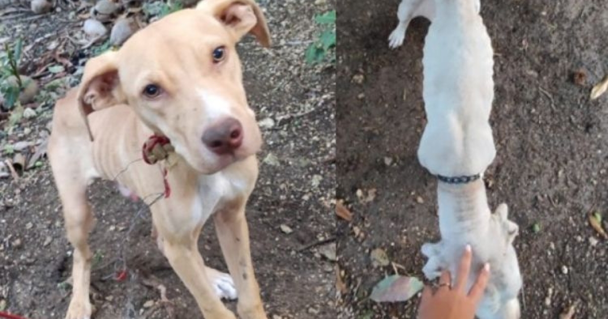     Encore des chiens maltraités, cette fois au Gosier

