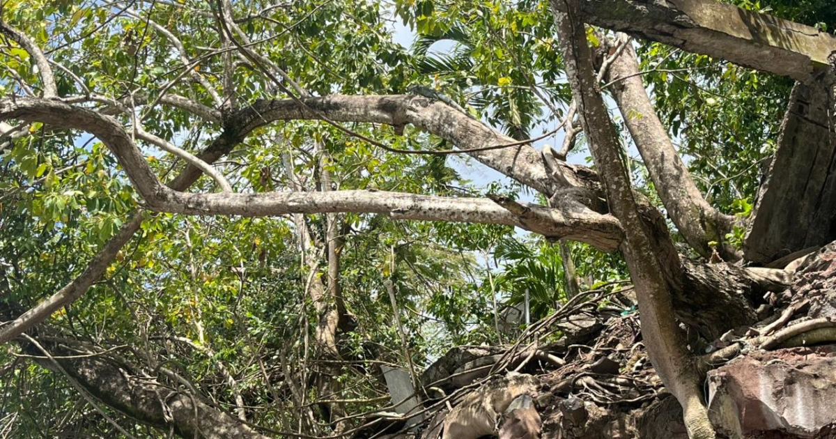     Depuis plusieurs semaines, la plage du Lido à Schoelcher est de nouveau envahie par des iguanes 

