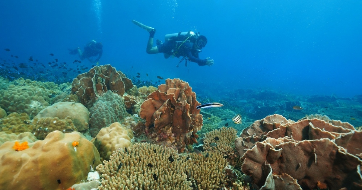     La préfecture annonce la fermeture pour 6 mois de la société « Noa Plongée » suite à un accident en mer

