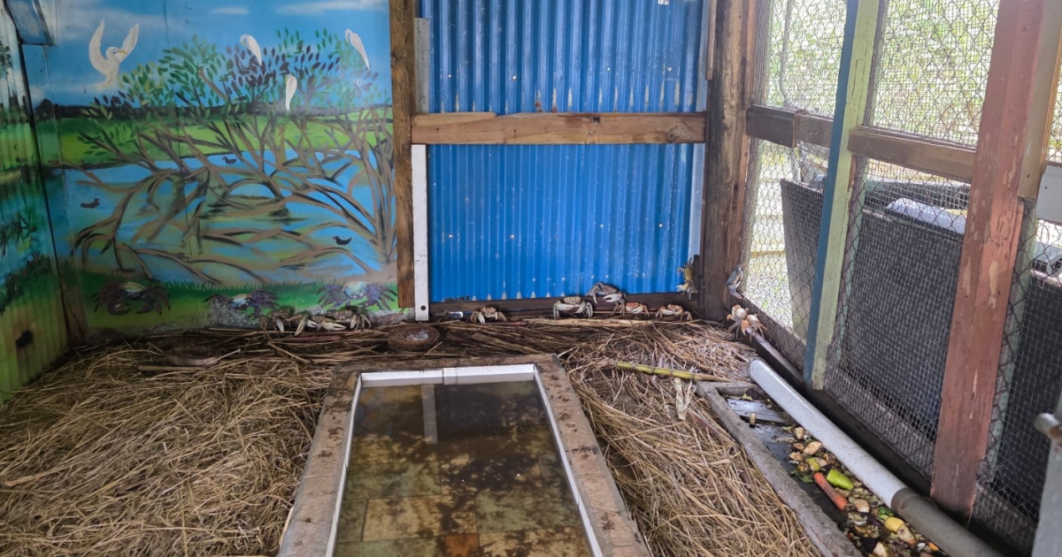     Morne-à-l'Eau : les enjeux économiques et culinaires de l'incontournable Fête du Crabe

