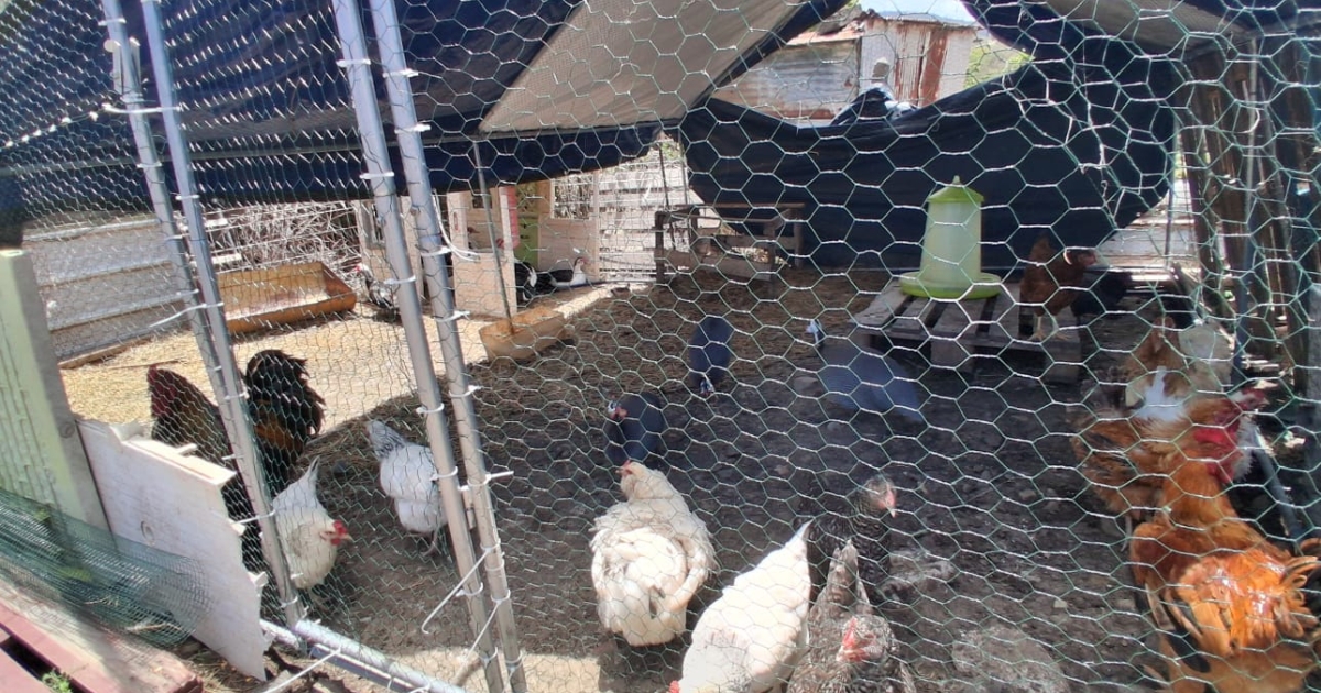     Pour contrer la pénurie d'oeufs, le poulailler est en vogue chez les particuliers

