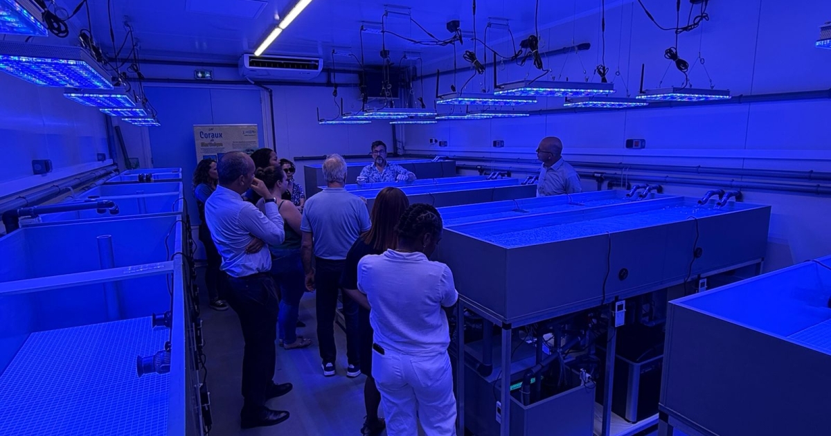     Le Grand Port Maritime de la Martinique lance "LAB’O CORAUX" au service de la protection des récifs

