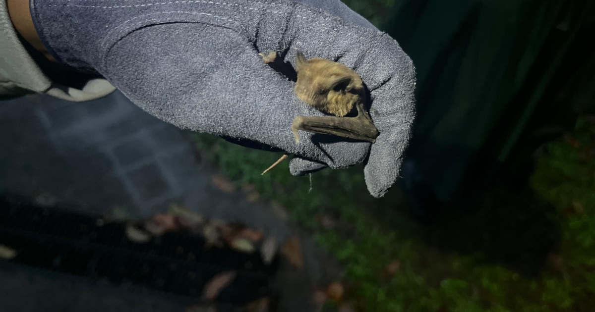     Parc Naturel Régional de Martinique : une dizaine d’agents sont formés à la capture des chauves-souris 

