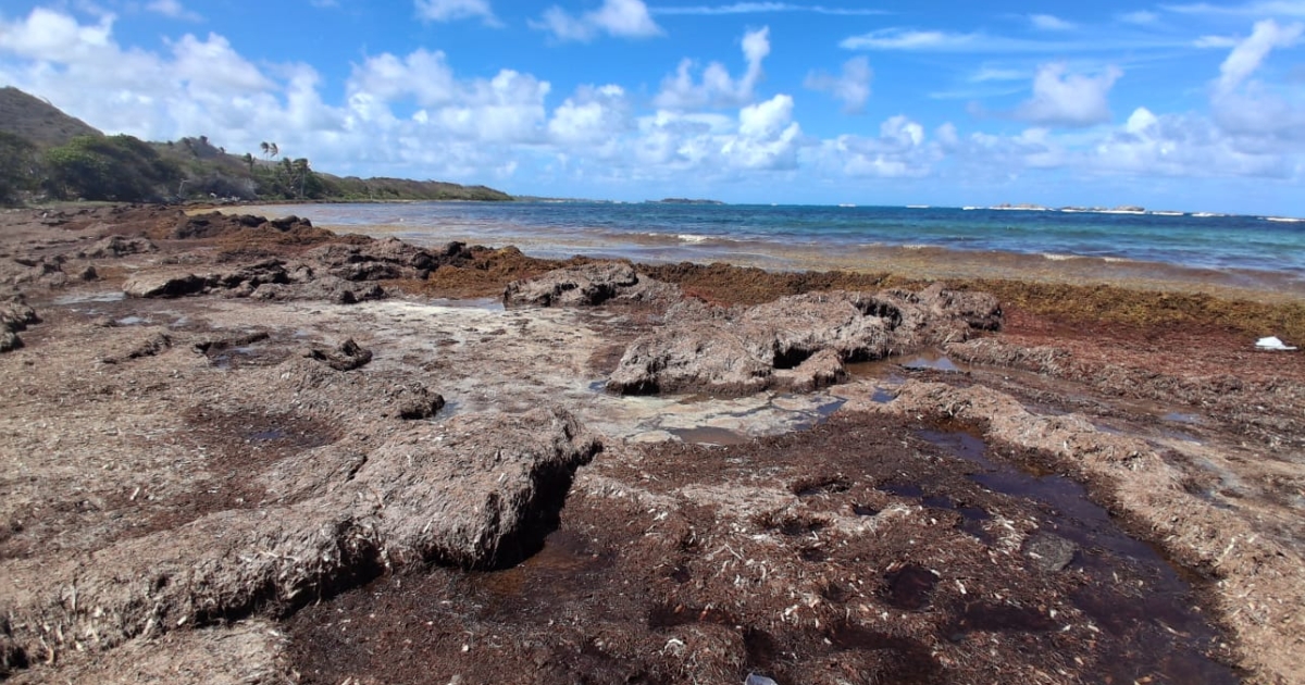     Sargassum Monitoring : une carte interactive pour éviter les sargasses dans la Caraïbe 

