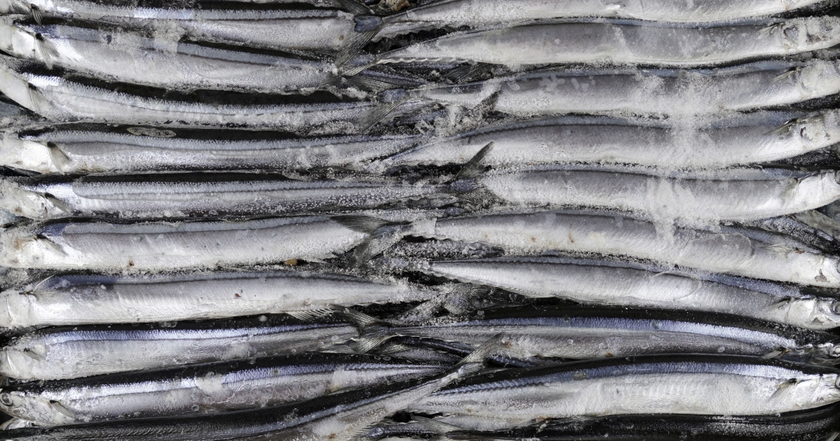     Saisie 500 kilos de balaous en provenance de la Dominique qui met en lumière un marché parallèle bien établi

