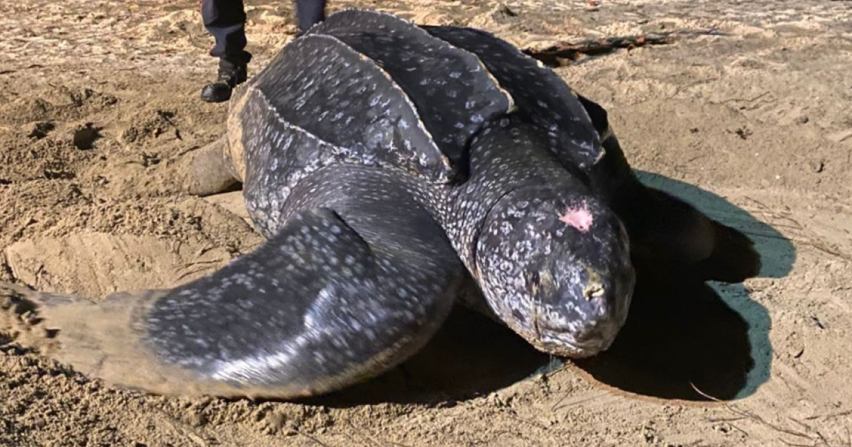     Une énorme tortue luth découverte désorientée sur une plage

