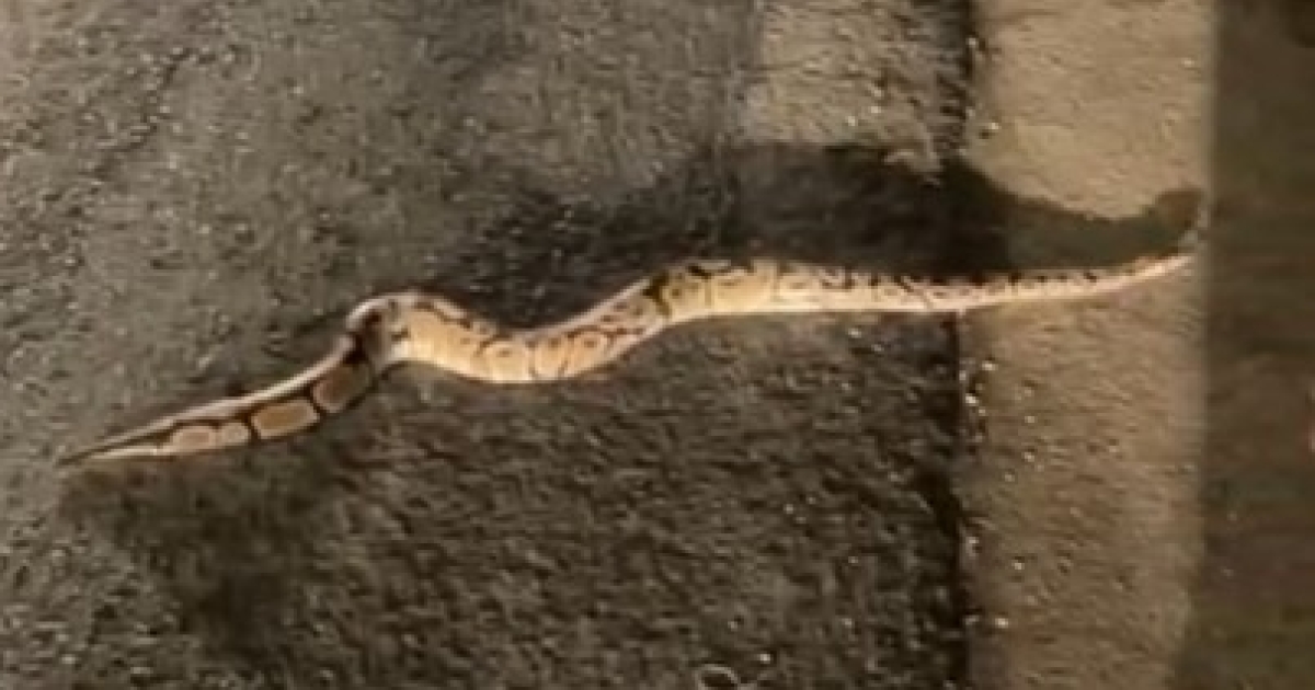     Python royal repéré à Saint-François : un serpent inoffensif mais activement recherché

