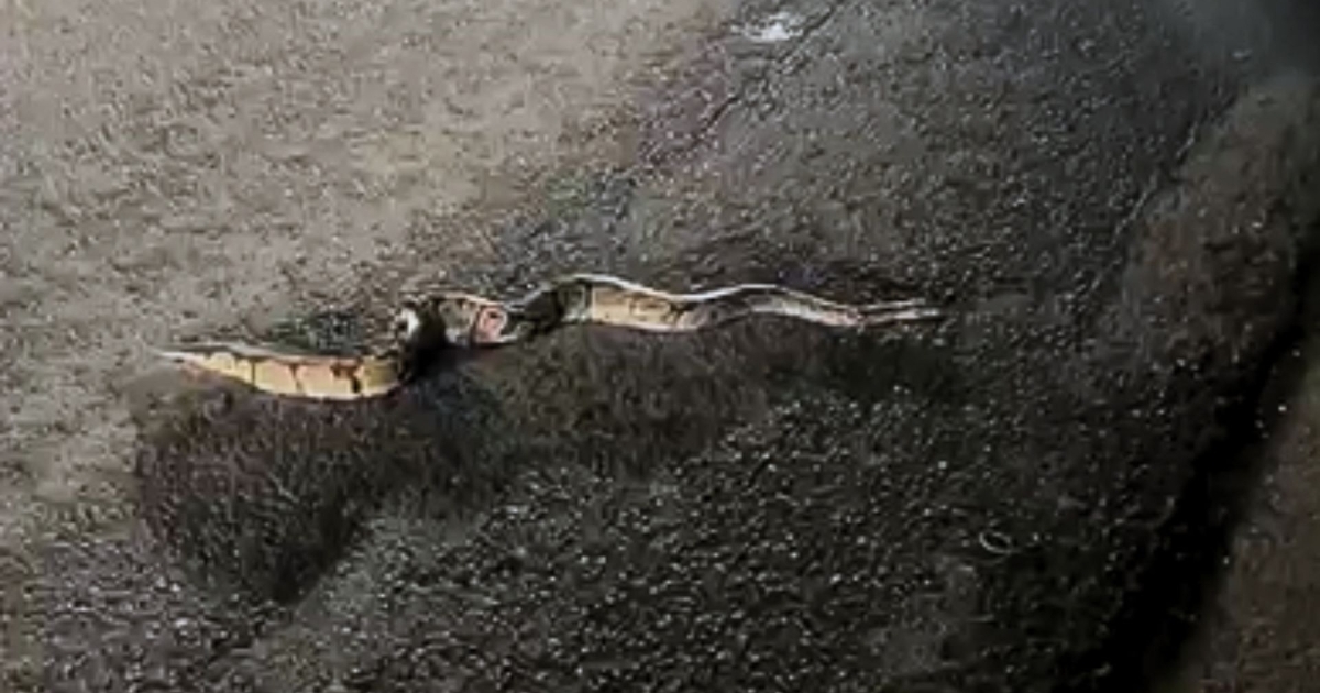    Un serpent aperçu à Saint-François relance les inquiétudes sur les espèces exotiques

