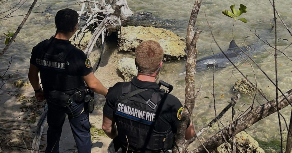     Deux dauphins secourus à Anse Caritan par les gendarmes et les équipes environnementales

