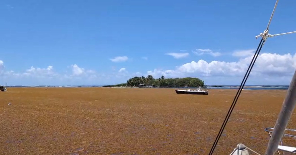     Echouages massifs de sargasses en Guadeloupe : plusieurs communes placées en vigilance sanitaire face aux émanations toxiques

