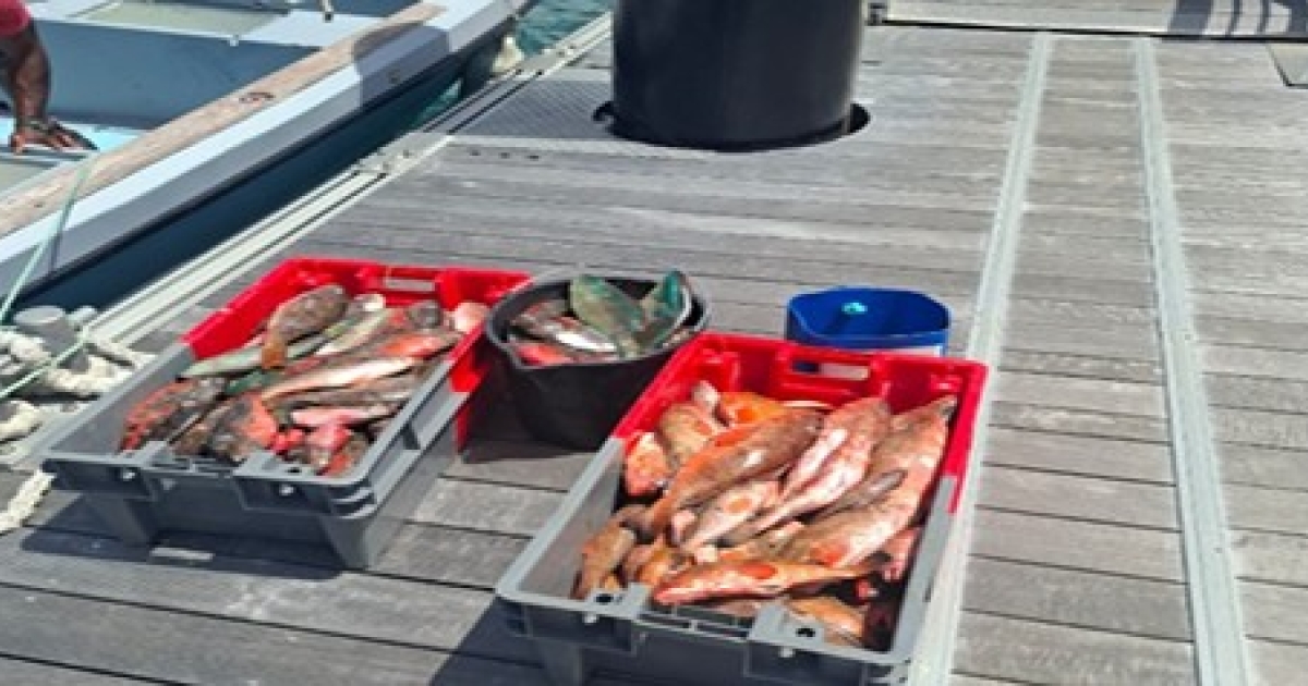     Pêche illégale : un navire et plus de 400 kg de poissons d'Antigua saisis au large de Sainte-Rose

