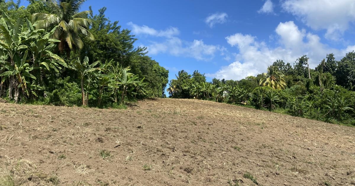     Pluie : un déficit de 30 à 80 % observé en juillet en Guadeloupe et en Martinique

