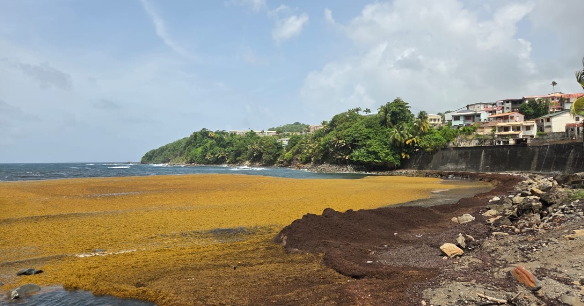     Sargasses : une réunion d’information organisée au Marigot 

