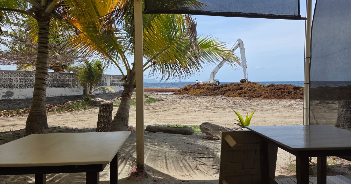     « On perd énormément de clients » : l'afflux de sargasses touche aussi les restaurateurs en Martinique

