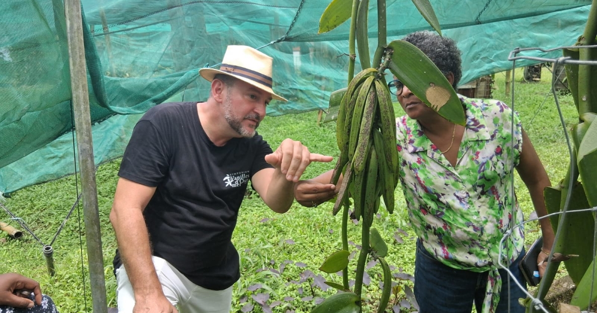     Vanille de Martinique : l'association Provaé veut relancer la filière

